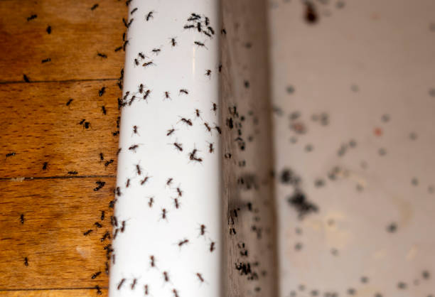 Best Residential Pest Control  in Bloomington, TX
