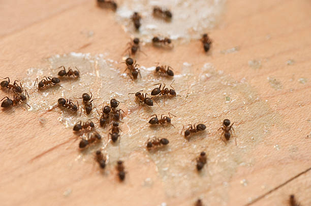 Best Cockroach Control Services  in Bloomington, TX