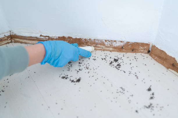 Best Wasp Removal Services  in Bloomington, TX